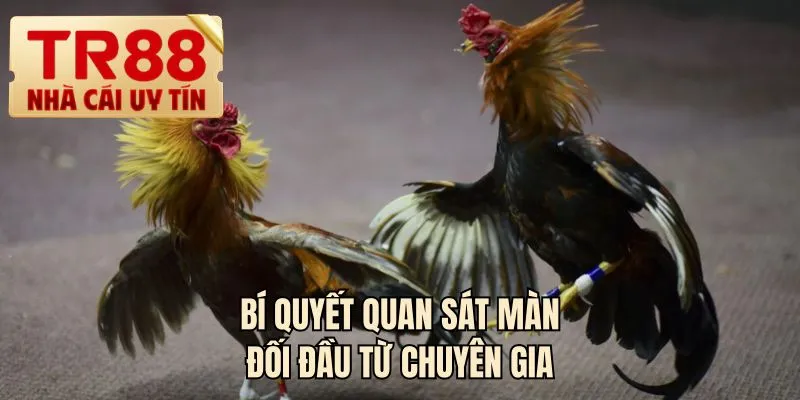 Bí quyết quan sát màn đối đầu từ chuyên gia
